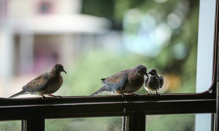 Makam odası kuş yuvasına döndü G1