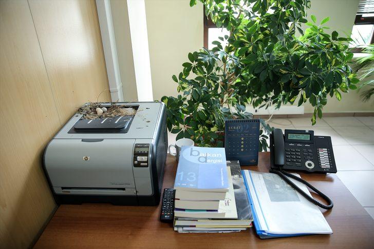 Makam odası kuş yuvasına döndü G2