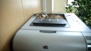 Makam odası kuş yuvasına döndü