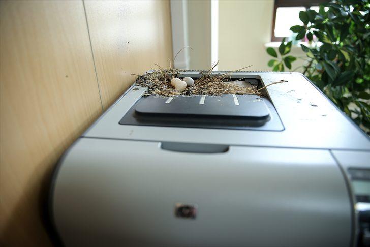 Makam odası kuş yuvasına döndü G4