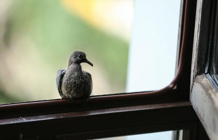 Makam odası kuş yuvasına döndü G5