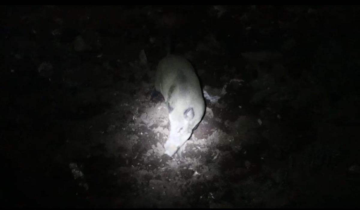 Tunceli de gece kamerasında domuz ve ayı aynı anda görüntülendi 1