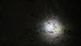 Tunceli'de gece kamerasında domuz ve ayı aynı anda g&ouml;r&uuml;nt&uuml;lendi