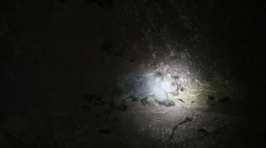 Tunceli'de gece kamerasında domuz ve ayı aynı anda g&ouml;r&uuml;nt&uuml;lendi