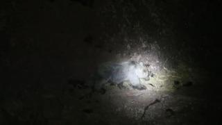 Tunceli'de gece kamerasında domuz ve ayı aynı anda görüntülendi