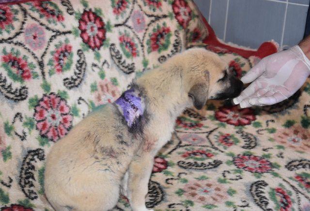 Sırtından bıçaklanan yavru köpek tedavi edildi (2)