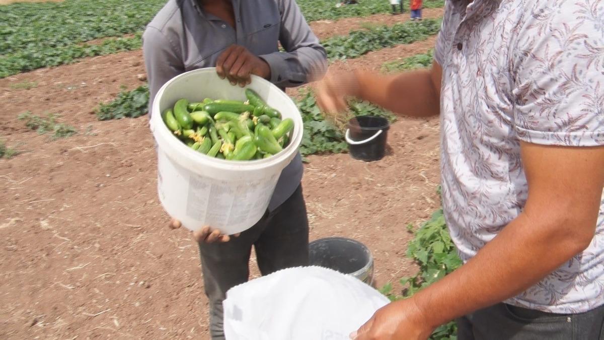 Bidonu 900 TL! Sıcağa karşı hasat mücadelesi 1