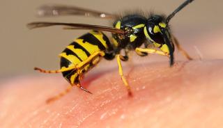 Bu kıyafetleri giyenleri arılar daha &ccedil;ok sokuyor
