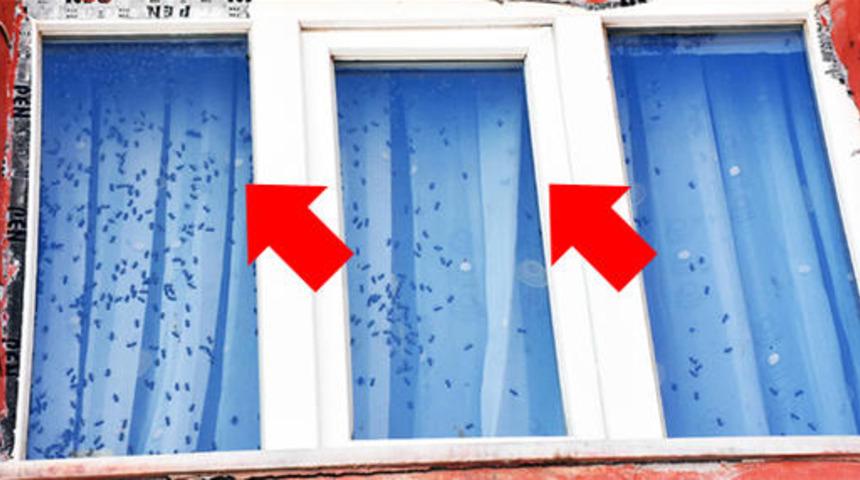 Sivas'ta arı paniği! Sabah uyandığında evini bu halde buldu!