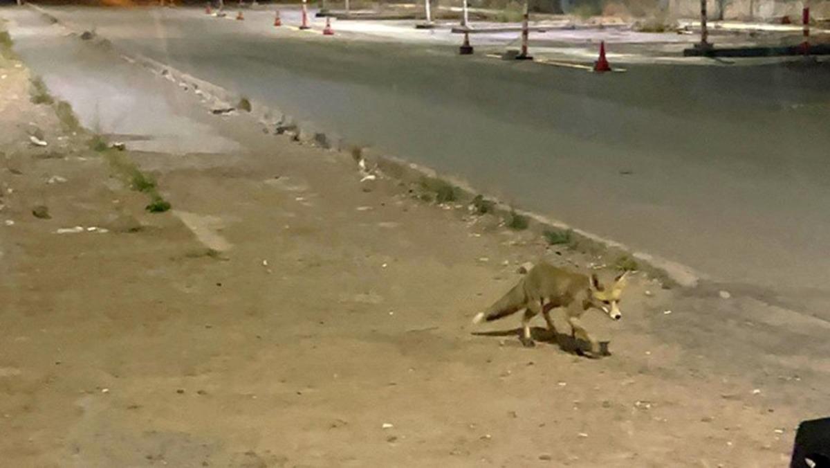 Kokorecin müdavimi olan tilki! Her akşam gelip paketini alıyor 1