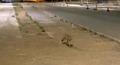 Kokorecin m�davimi olan tilki! Her ak�am gelip paketini al�yor