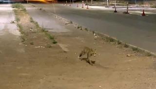 Kokorecin m&uuml;davimi olan tilki! Her akşam gelip paketini alıyor