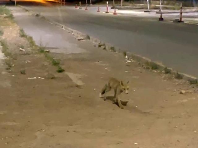 Kokorecin m&uuml;davimi olan tilki! Her akşam gelip paketini alıyor
