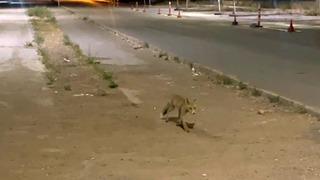 Kokorecin müdavimi olan tilki! Her akşam gelip paketini alıyor