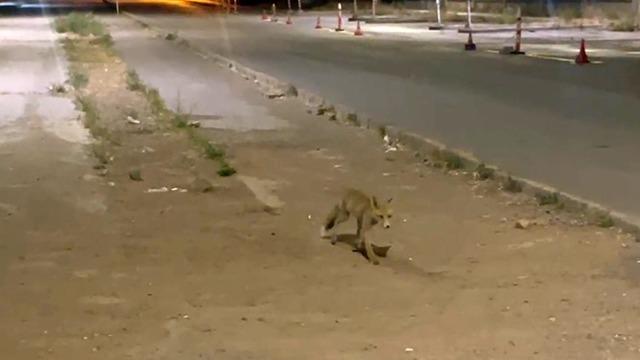 Kokorecin müdavimi olan tilki! Her akşam gelip paketini alıyor