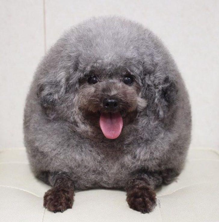 İnternetin yeni fenomeni: Yuvarlak kürklü Susam  G1