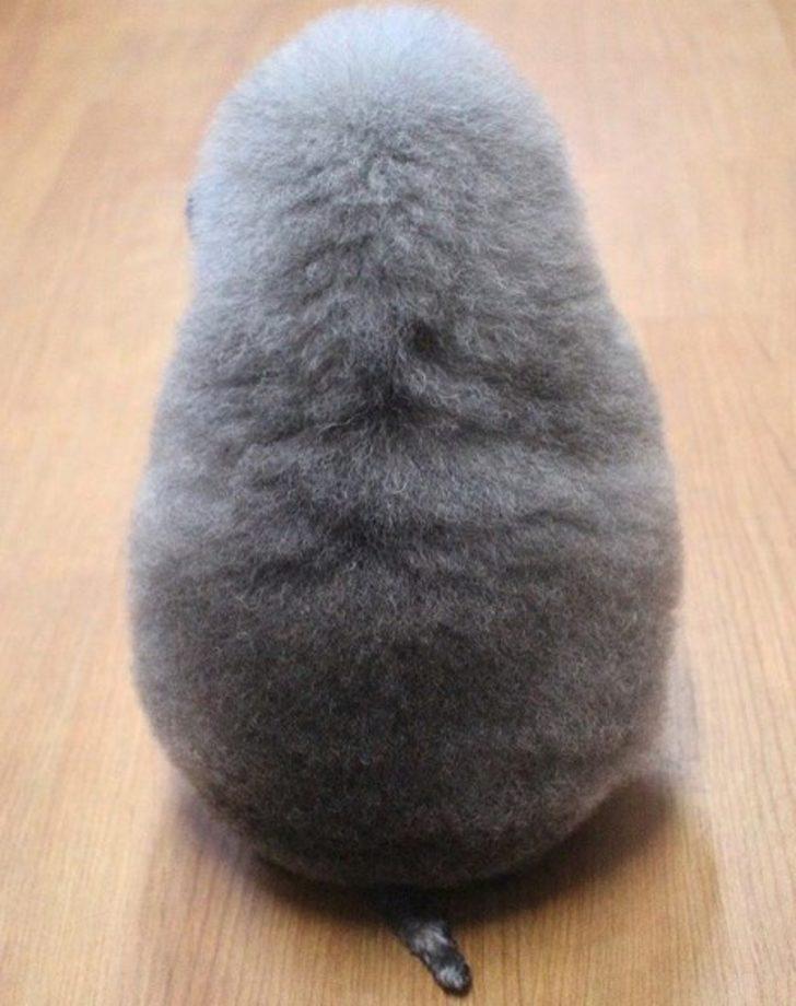 İnternetin yeni fenomeni: Yuvarlak kürklü Susam  G2