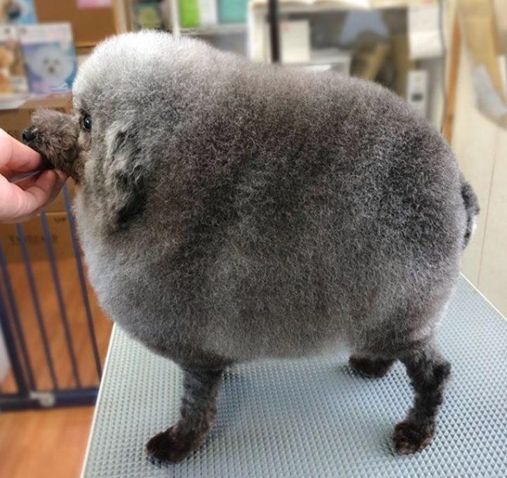 İnternetin yeni fenomeni: Yuvarlak kürklü Susam  G5