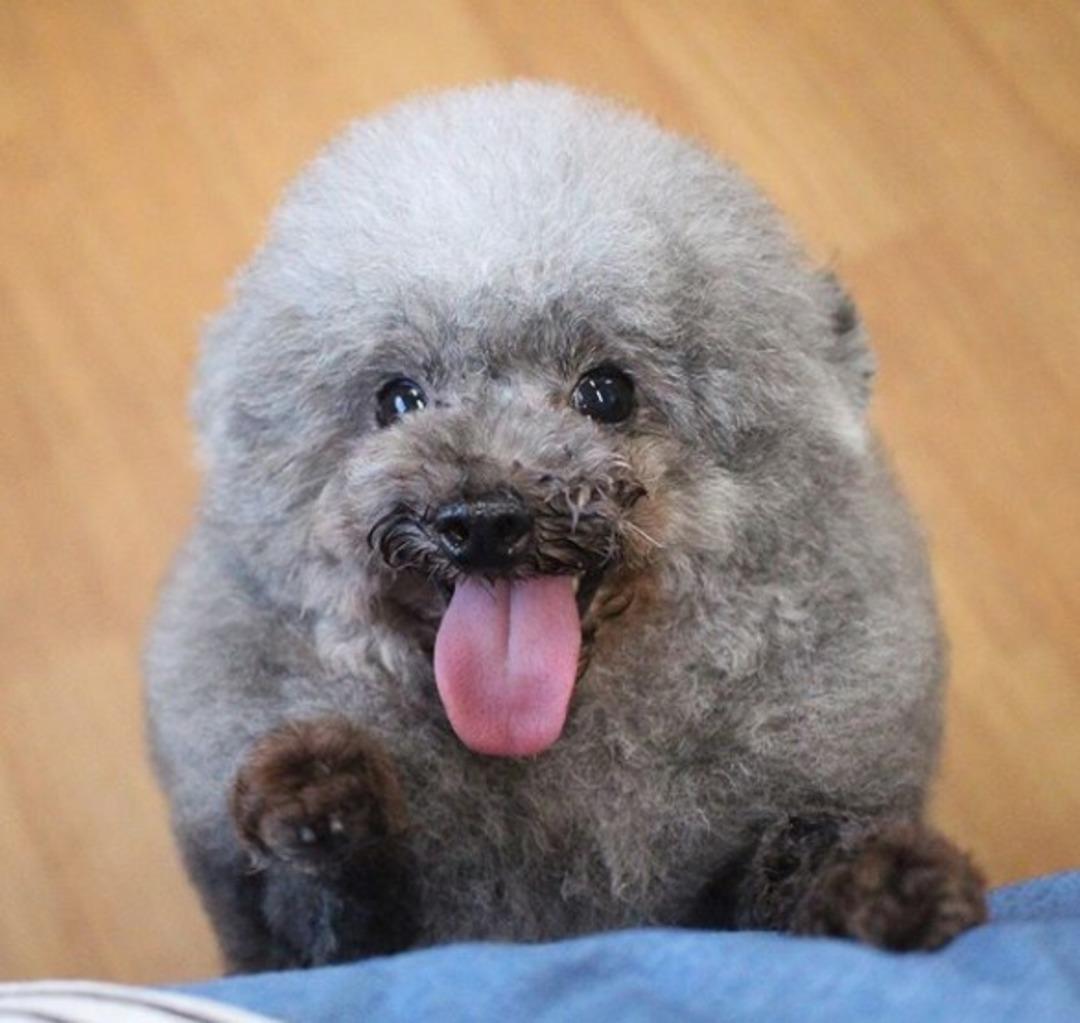 İnternetin yeni fenomeni: Yuvarlak k&uuml;rkl&uuml; Susam 