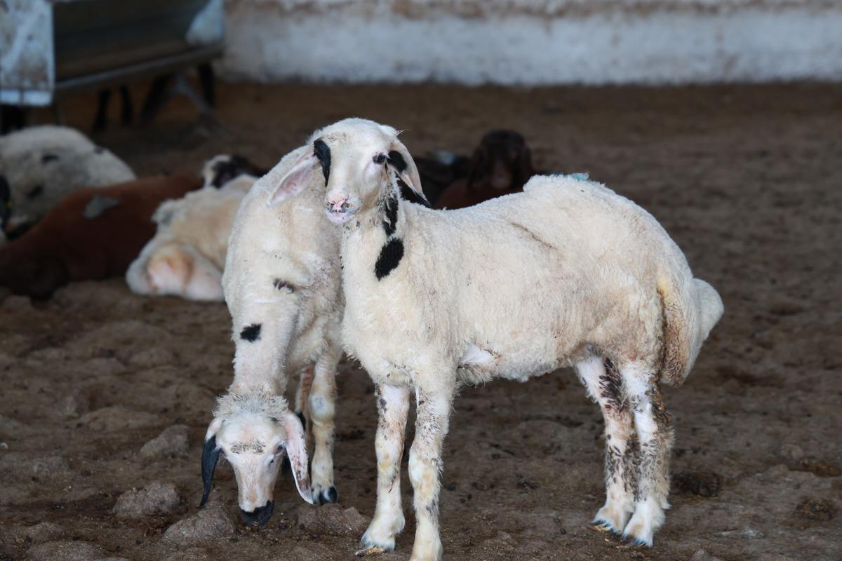 Temmuzda temel attı, aralıkta bitirdi: Bir tane daha kurmayı düşünüyorum 5