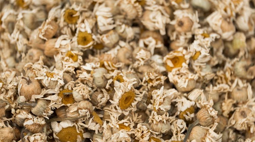 Papatyadan ayırt etmek zor! Faydalı diye satılıyor ama tehlike saçıyor