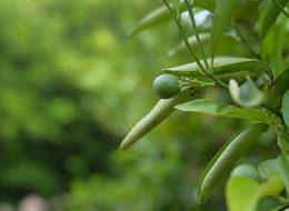 Narenciyede yüzde 40 rekolte kaybı bekleniyor