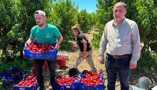 Tarlada 10 TL'ye satıyorlar 'Vatandaş marketten 100 TL'ye alıyor'