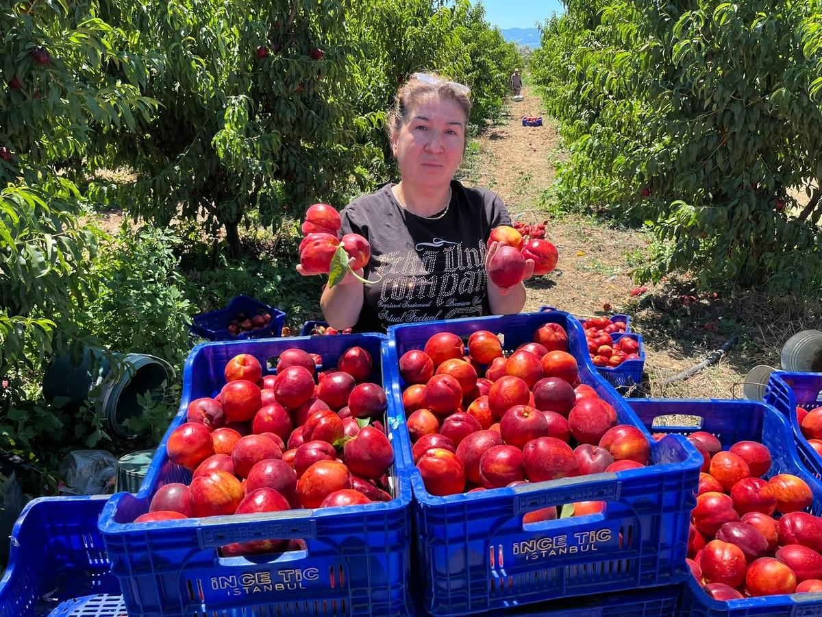 Tarlada 10 TL ye satıyorlar Vatandaş marketten 100 TL ye alıyor 3