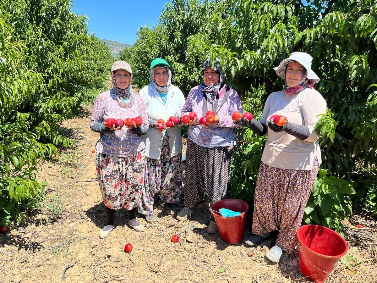 Tarlada 10 TL ye satıyorlar Vatandaş marketten 100 TL ye alıyor 4