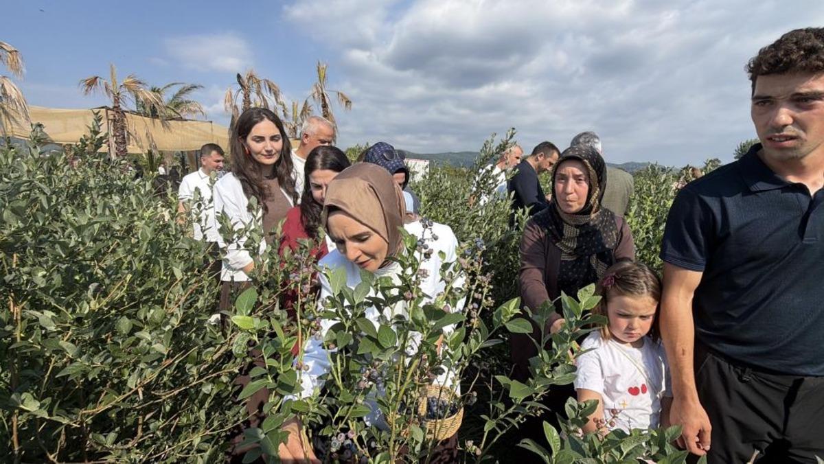 Bakan Göktaş Düzce’de yaban mersini topladı 3