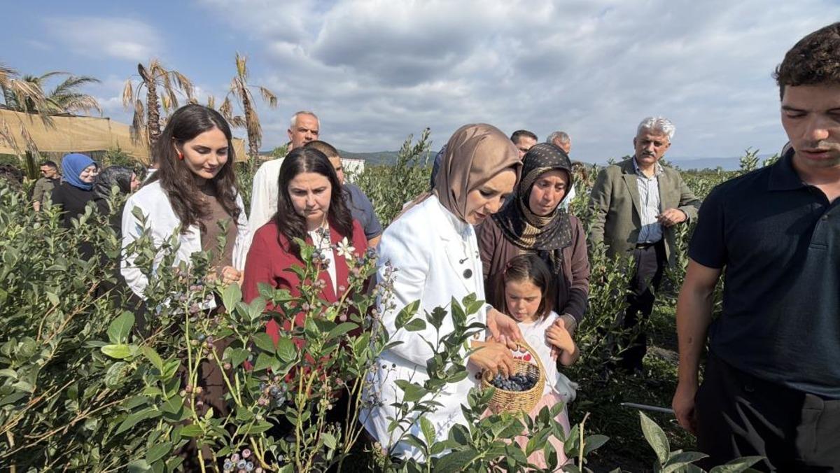 Bakan Göktaş Düzce’de yaban mersini topladı 2