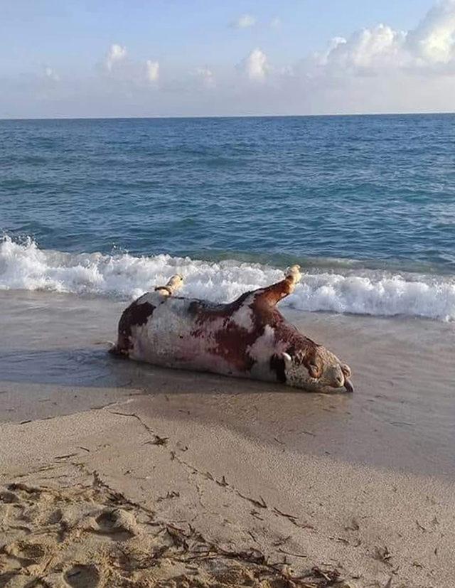 Alanya'da sahile inek ölüsü vurdu