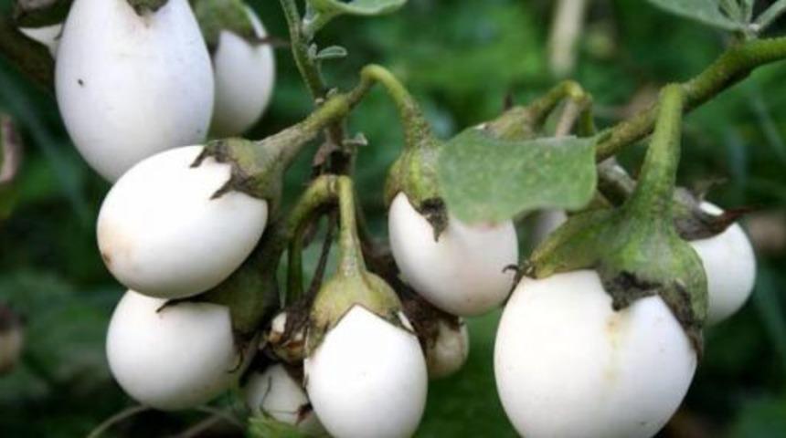 Hem s&uuml;s hem şifa! Beyaz patlıcanın şaşırtan 10 faydası