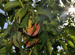 Raf ömrü en uzun şeftali İnegöl'de