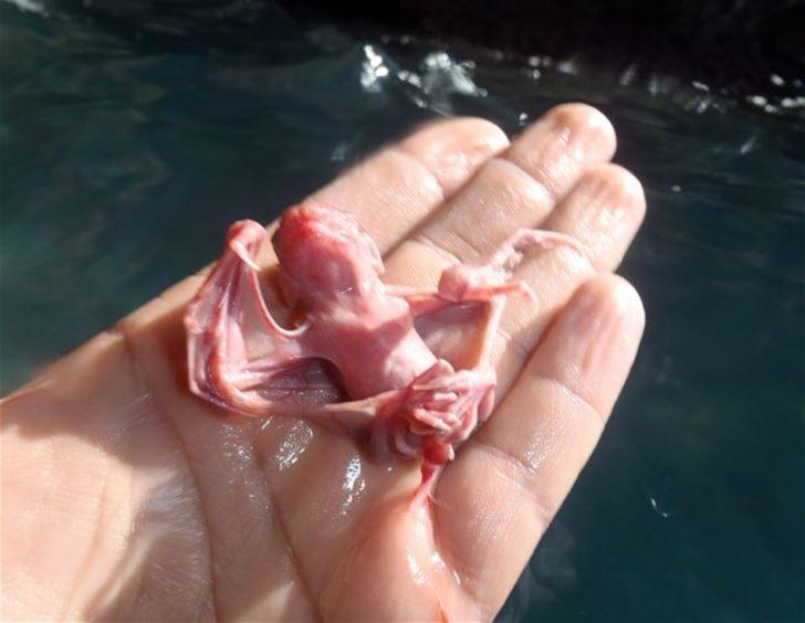 Mavi derinliklerin koruyucusu  G3