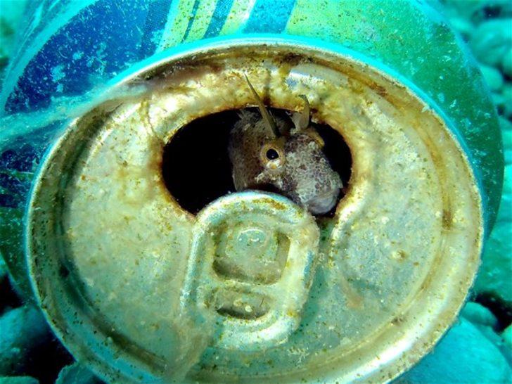 Mavi derinliklerin koruyucusu  G5