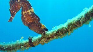 Mavi derinliklerin koruyucusu 