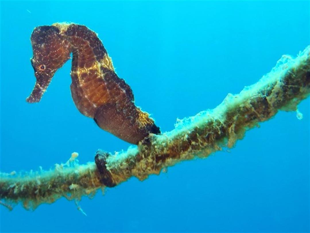 Mavi derinliklerin koruyucusu 