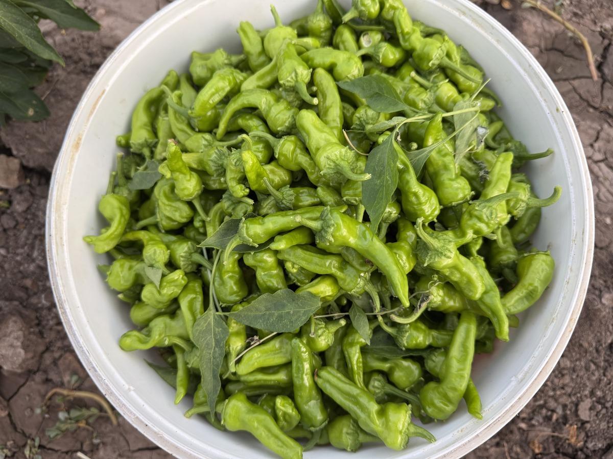 İlk hasatta 450 TL ydi şimdi 60 TL ye düştü! Aroması, kokusu ve tadıyla diğer biberlerden farklı... 1
