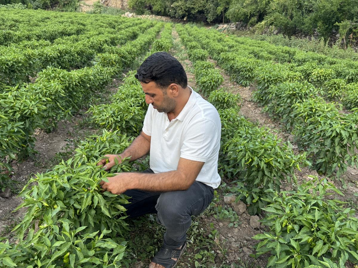 İlk hasatta 450 TL ydi şimdi 60 TL ye düştü! Aroması, kokusu ve tadıyla diğer biberlerden farklı... 4