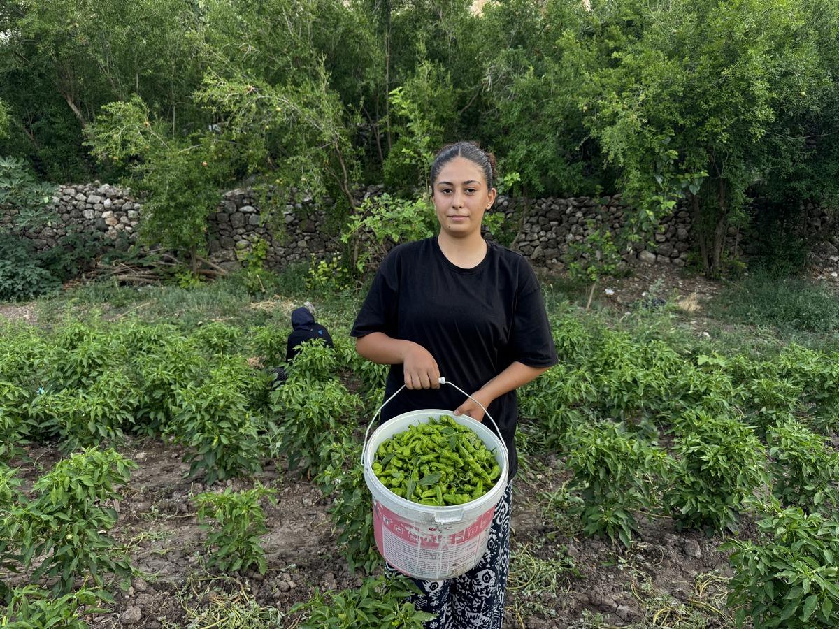 İlk hasatta 450 TL ydi şimdi 60 TL ye düştü! Aroması, kokusu ve tadıyla diğer biberlerden farklı... 2