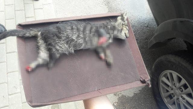 Bursa'da 4 ayağı kesilmiş yavru kedi ölüsü bulundu