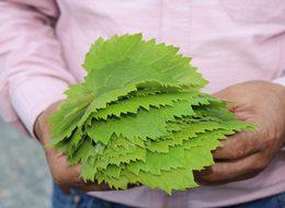 Yaprağı meyvesinden 10 kat değerli