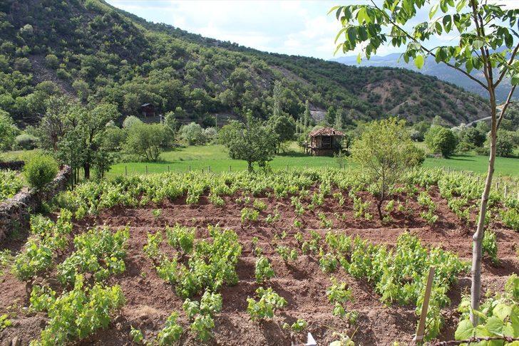 Yaprağı meyvesinden 10 kat değerli G5