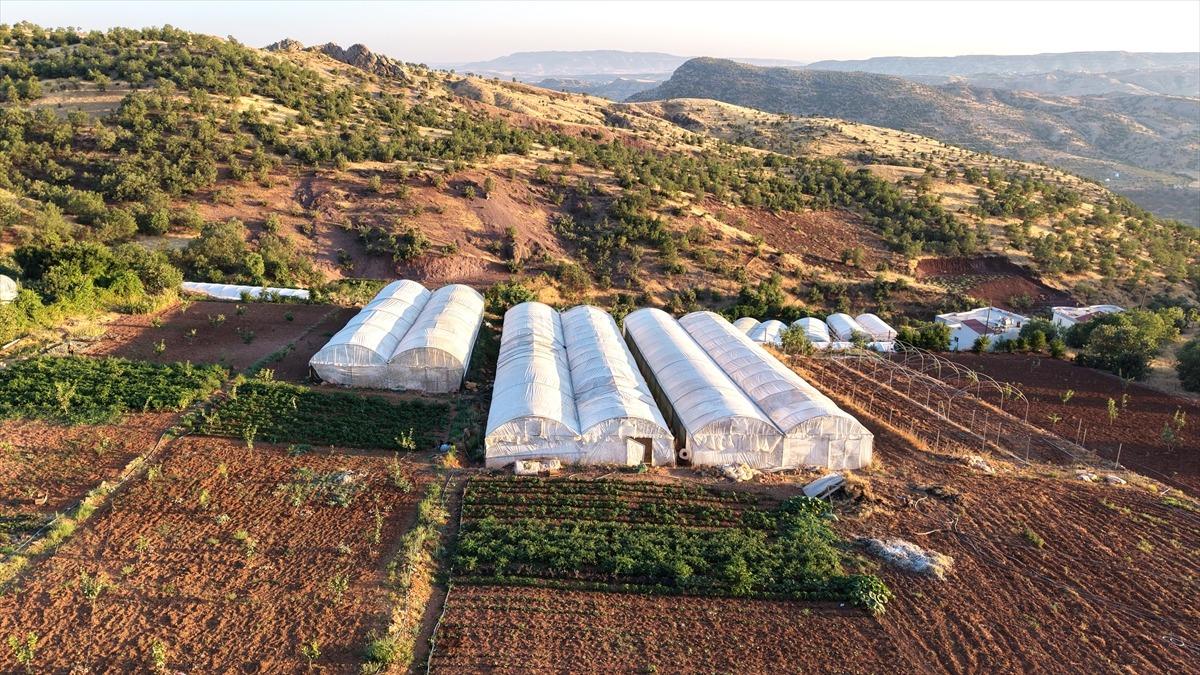 T&uuml;m k&ouml;y 365 g&uuml;n yapıyor: Ge&ccedil;im kaynağı oldu, giden geri d&ouml;nd&uuml; 1