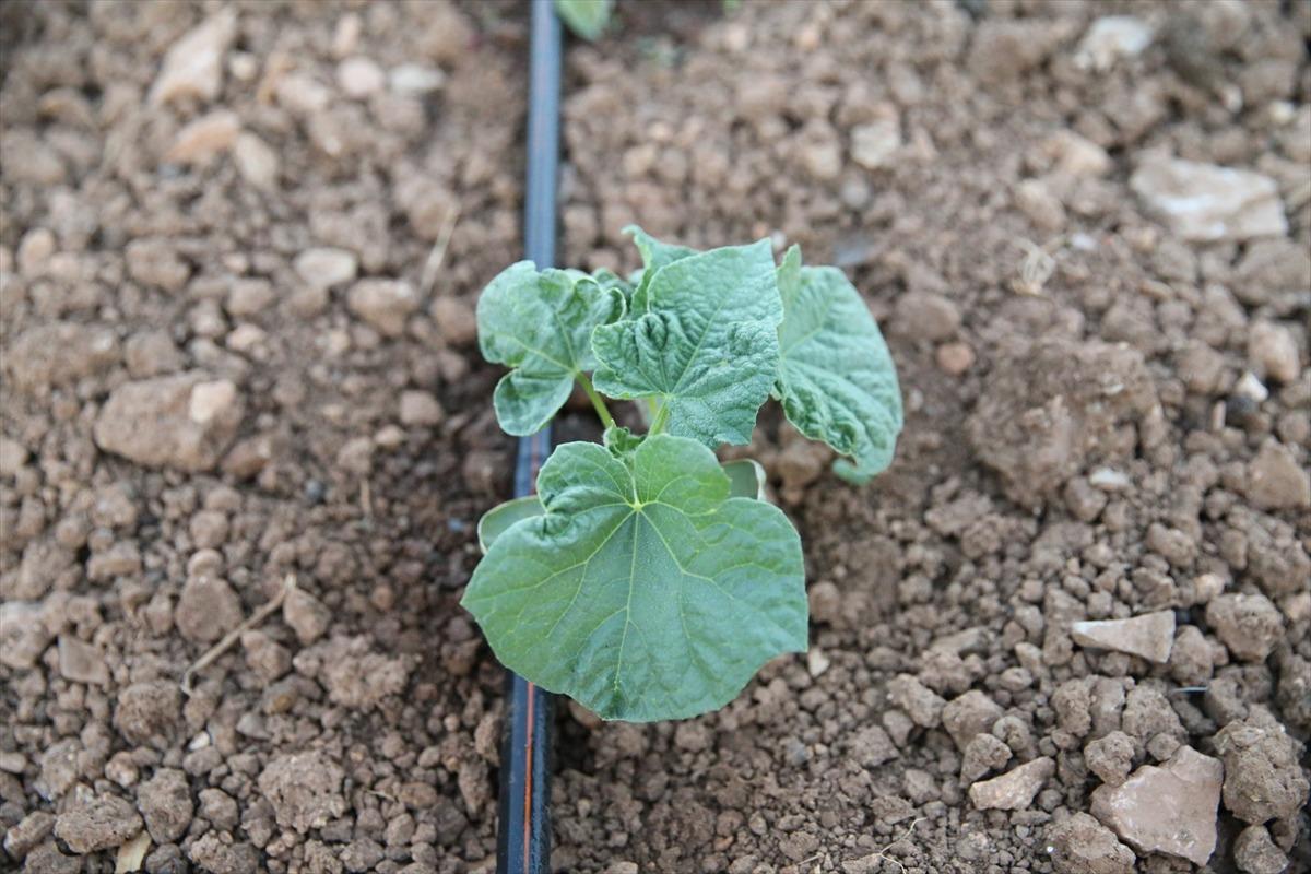 T&uuml;m k&ouml;y 365 g&uuml;n yapıyor: Ge&ccedil;im kaynağı oldu, giden geri d&ouml;nd&uuml; 8