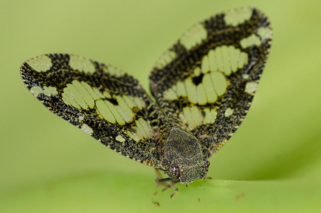 Karadeniz'i bu kez 'vampir' esir aldı! Ne ila&ccedil; işe yarıyor, ne de alınan tedbirler...