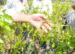 Çal'da dolu, tarımı vurdu