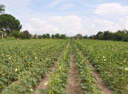 Erken çıkan bamya üreticiyi mağdur etti