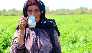 G&uuml;n doğmadan başlıyorlar! Bir g&uuml;nde 700 kasa topluyorlar